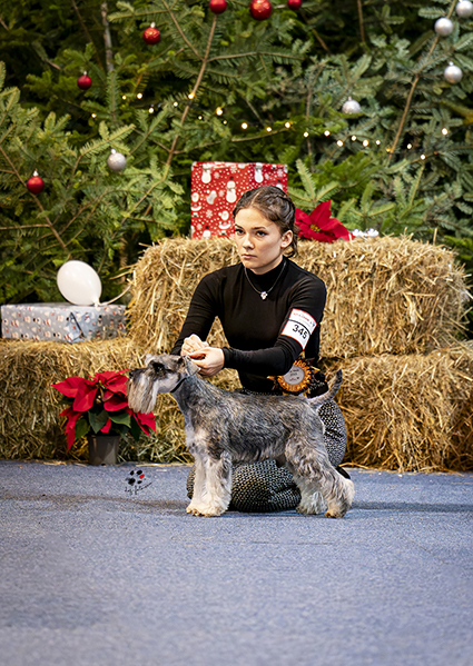 Rock The Boat Peppersdegabritho: Peppersdegabritho - Zwergschnauzer / Miniature Schnauzer Rock The Boat Peppersdegabritho: Peppersdegabritho - Zwergschnauzer / Miniature Schnauzer