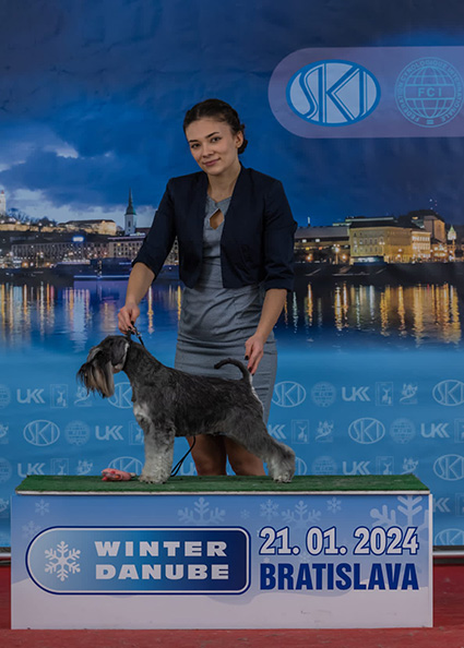 Clarabella Peppersdegabritho: Peppersdegabritho - Zwergschnauzer / Miniature Schnauzer Clarabella Peppersdegabritho: Peppersdegabritho - Zwergschnauzer / Miniature Schnauzer