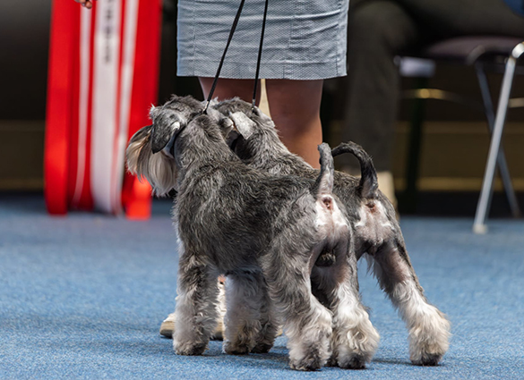 Victory Superman Coricelesti Peppergabito: Peppersdegabritho - Zwergschnauzer / Miniature Schnauzer Victory Superman Coricelesti Peppergabito: Peppersdegabritho - Zwergschnauzer / Miniature Schnauzer