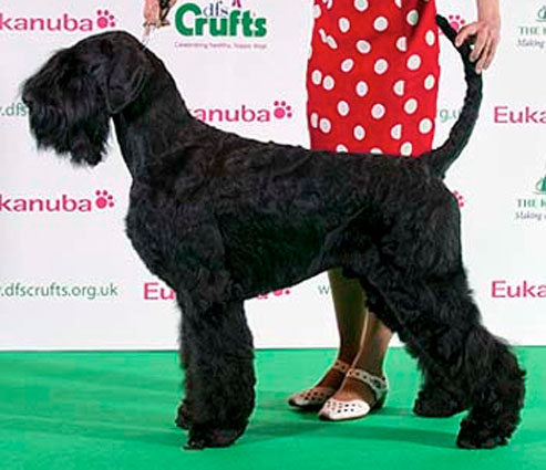 crufts2011_giant_schnauzer.jpg