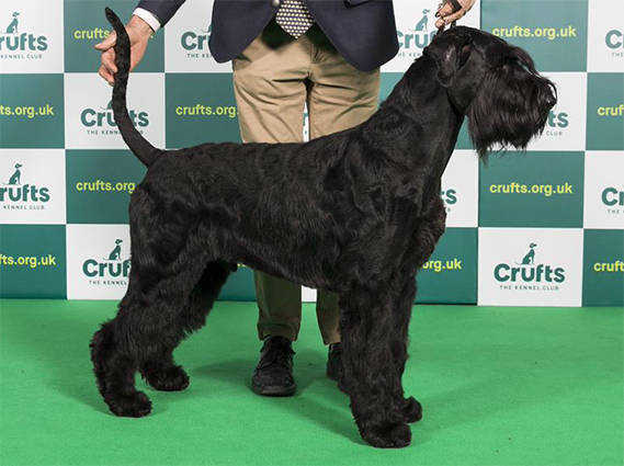 Crufts 2020