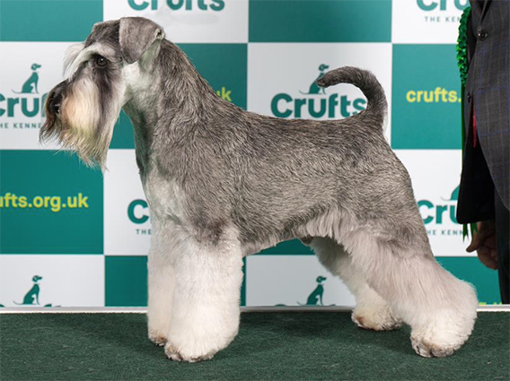 Crufts 2020