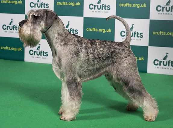Crufts 2020